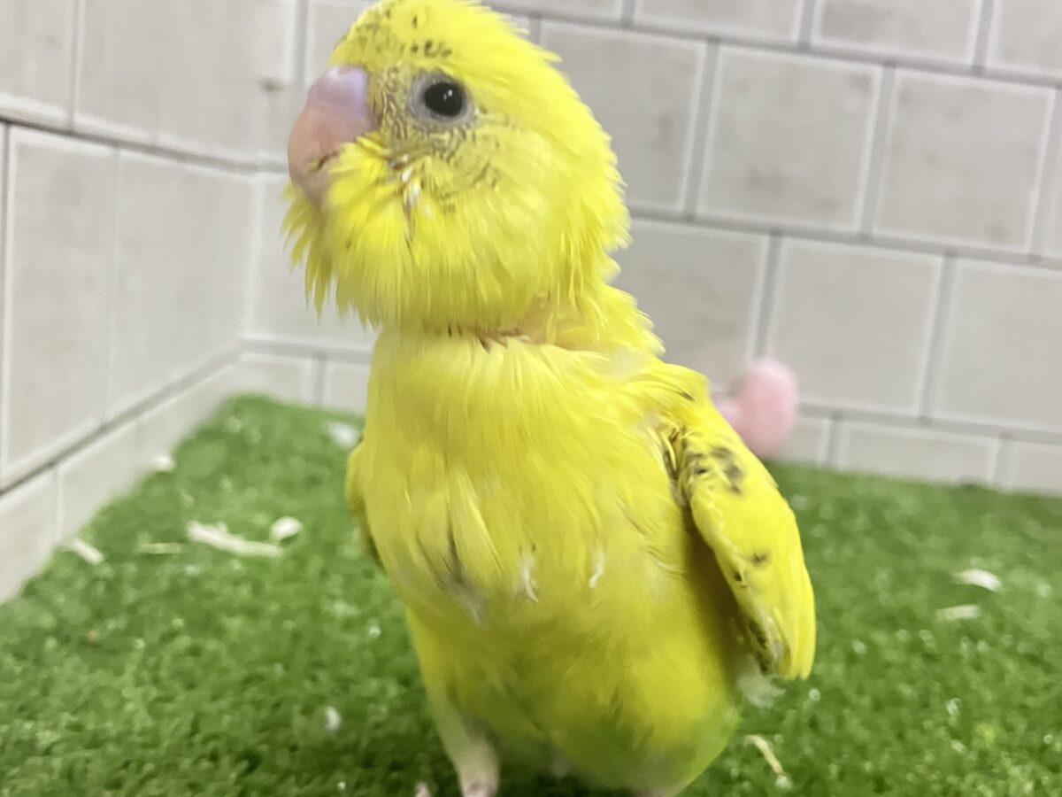 セキセイインコ