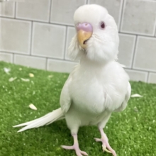 ✨最新画像✨雲になりたい?!🪽⋆.*ヴァッサー𝐡𝐨𝐦𝐞 𝐫𝐮𝐧⚾️‎🤍セキセイインコ(アルビノ/2026年4月生まれ)