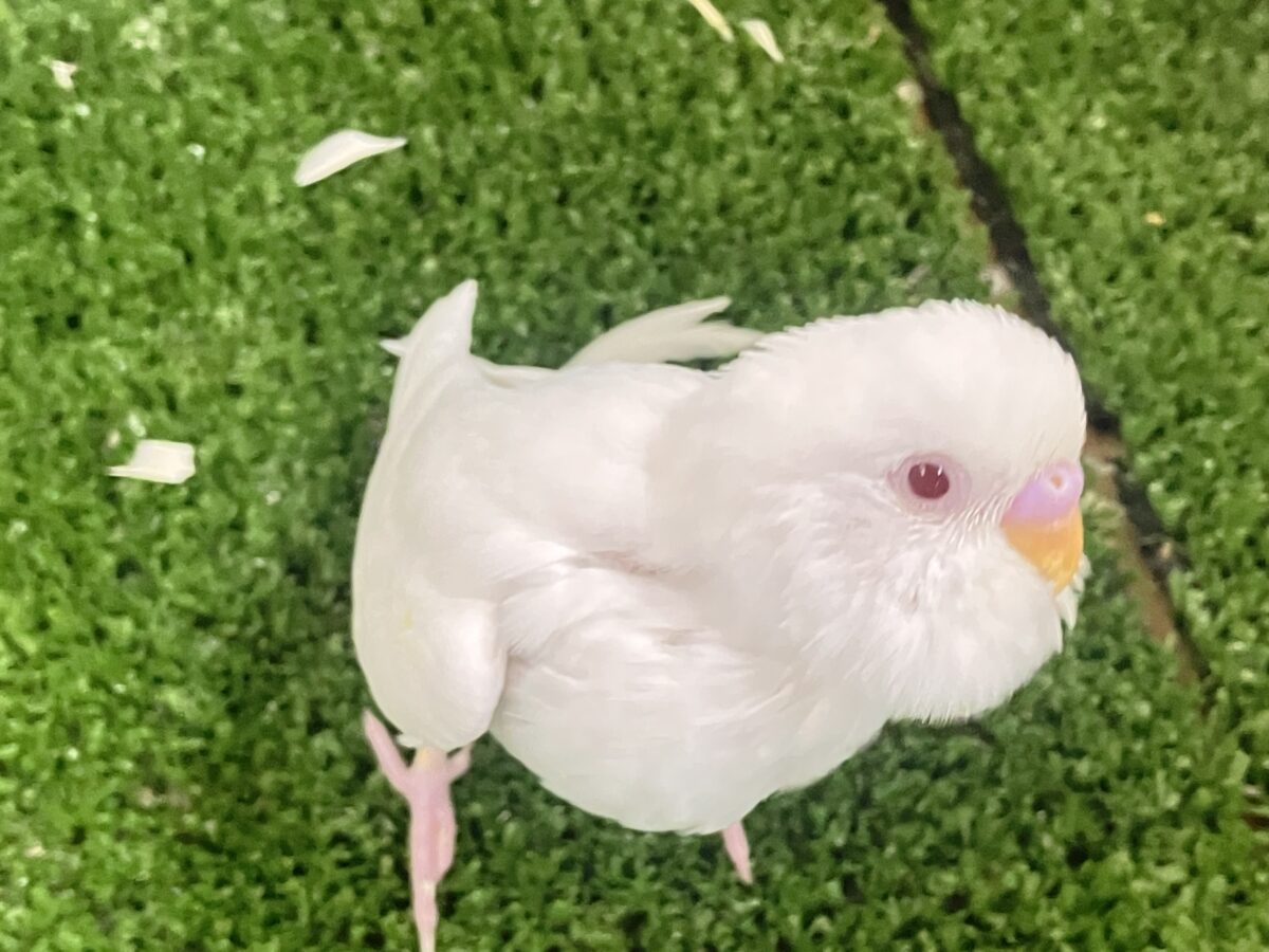 セキセイインコ