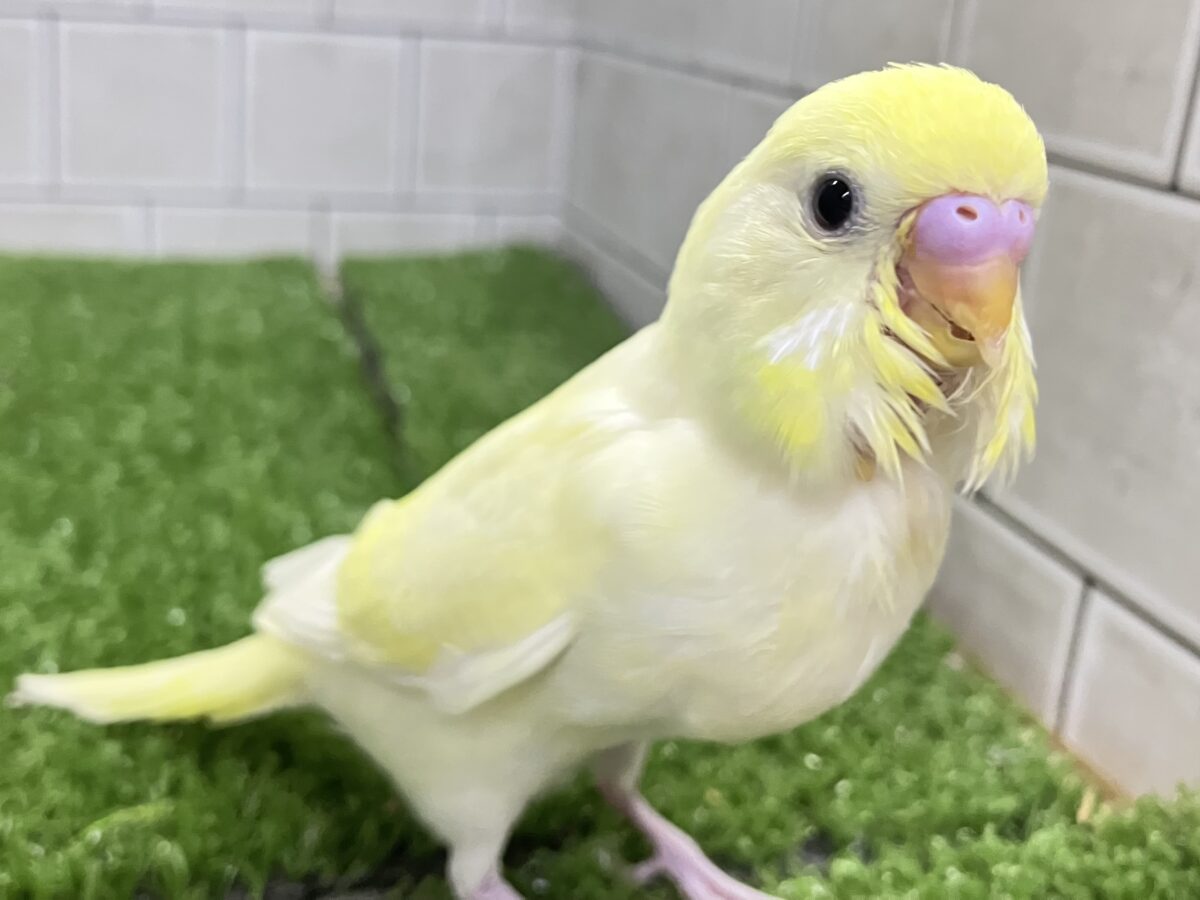 セキセイインコ