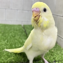 ✨最新画像✨優しみ〜🧁カスタードだぁ〜いすき🍯🧸❕セキセイインコ(クリーム/2026年4月生まれ)