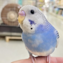 ✨最新画像✨いざ大空へ❕あ、同化するねぇ！⛅️✨セキセイインコ(ブルーパイド/2026年4月生まれ)