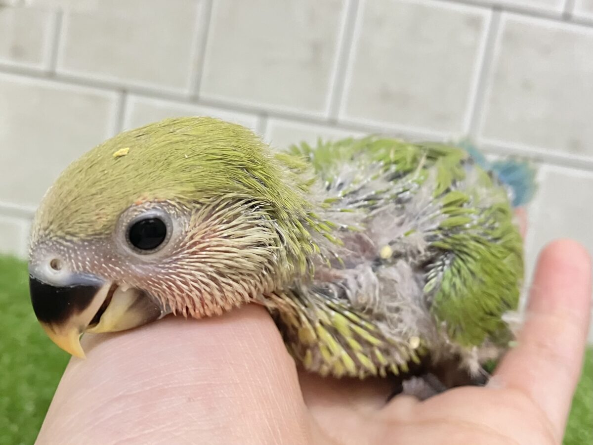 コザクラインコ（小桜インコ）