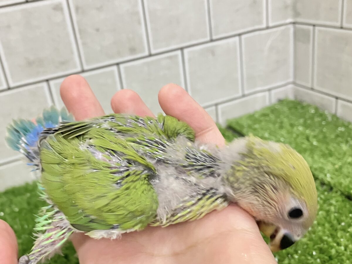 コザクラインコ（小桜インコ）