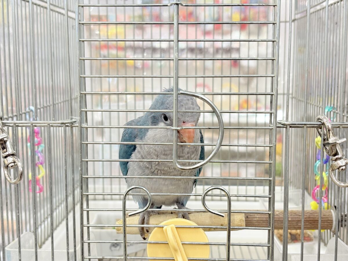 【最新画像更新🪄もうすぐひとり餌☆】飛びきりのスマイル😊ウケケケダンスに魅了されちゃう((🐣))🪇💖オキナインコ(ブルー) ヒナ オキナインコ