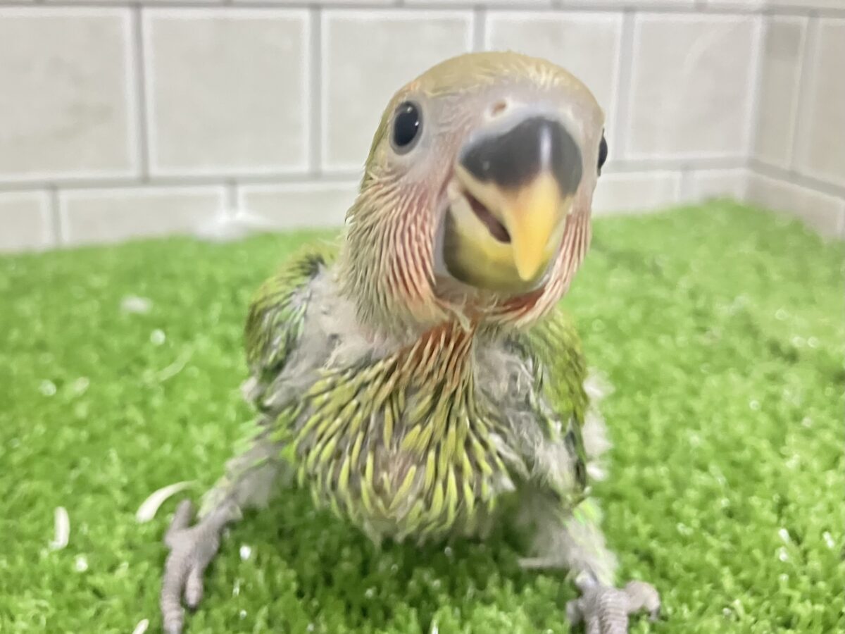 コザクラインコ（小桜インコ）