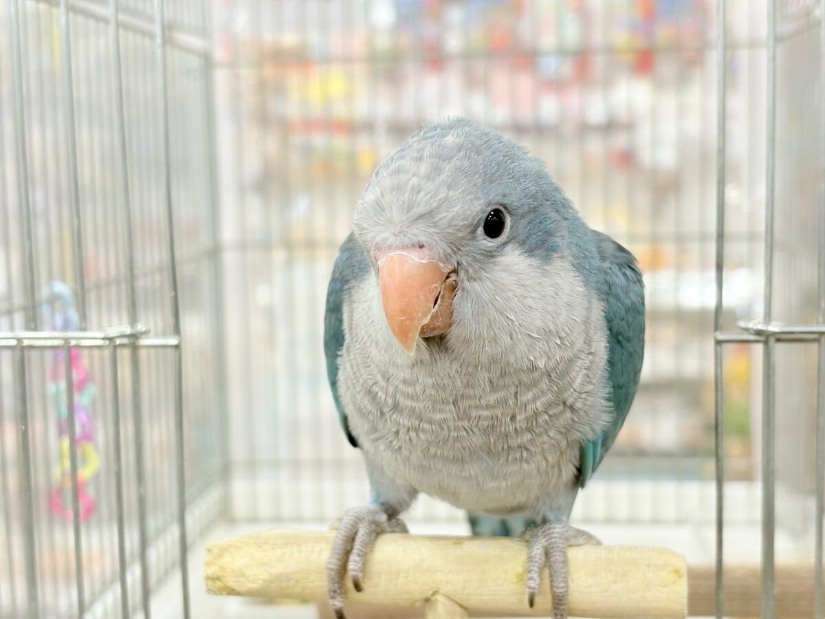オキナインコ