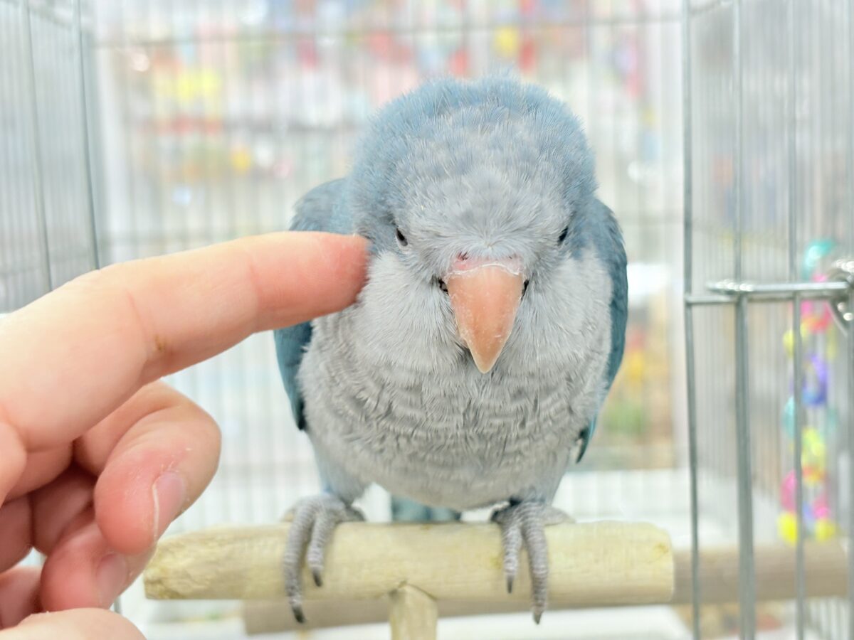 オキナインコ