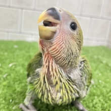 抹茶は渋いほど、、コクがある、きっと😎🍵コザクラインコ(ノーマル/2026年5月生まれ)