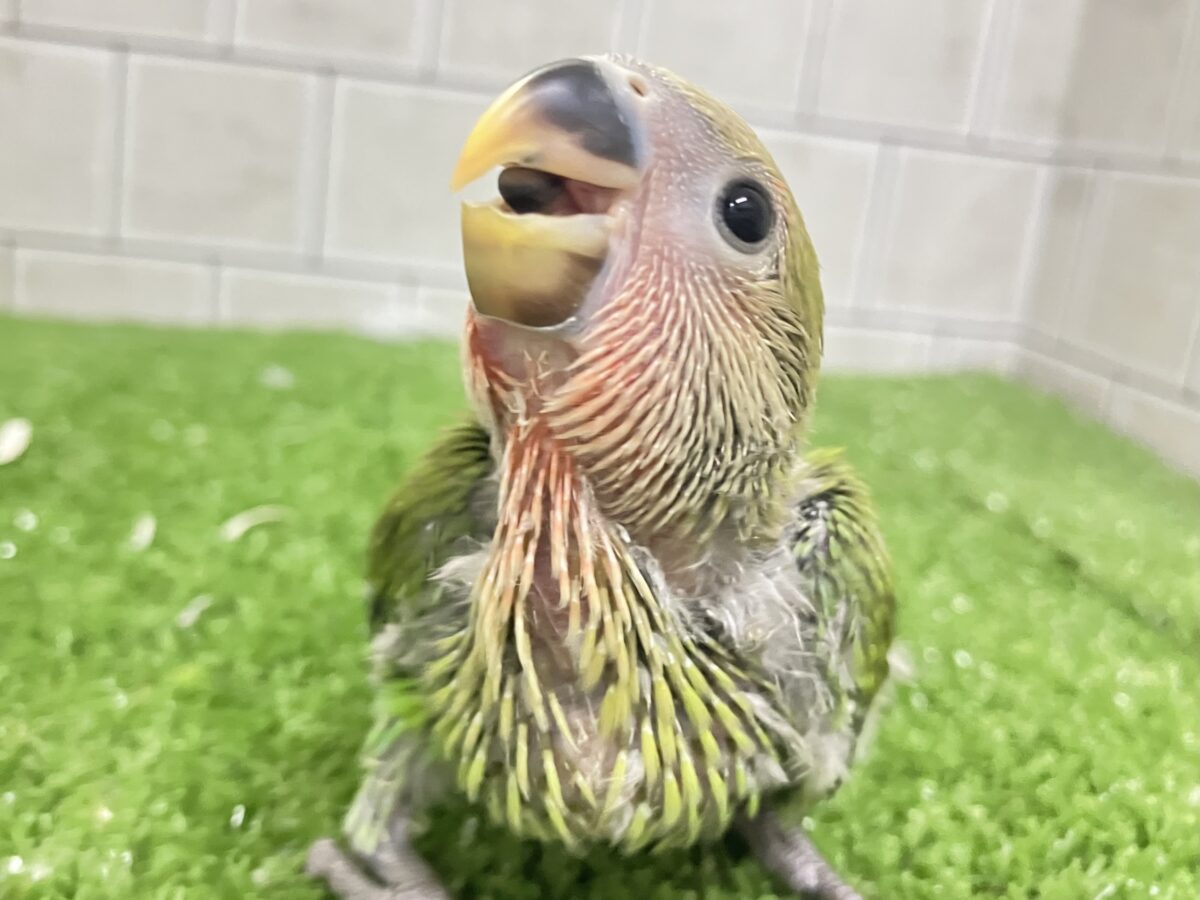 抹茶は渋いほど、、コクがある、きっと😎🍵コザクラインコ(ノーマル/2026年5月生まれ)