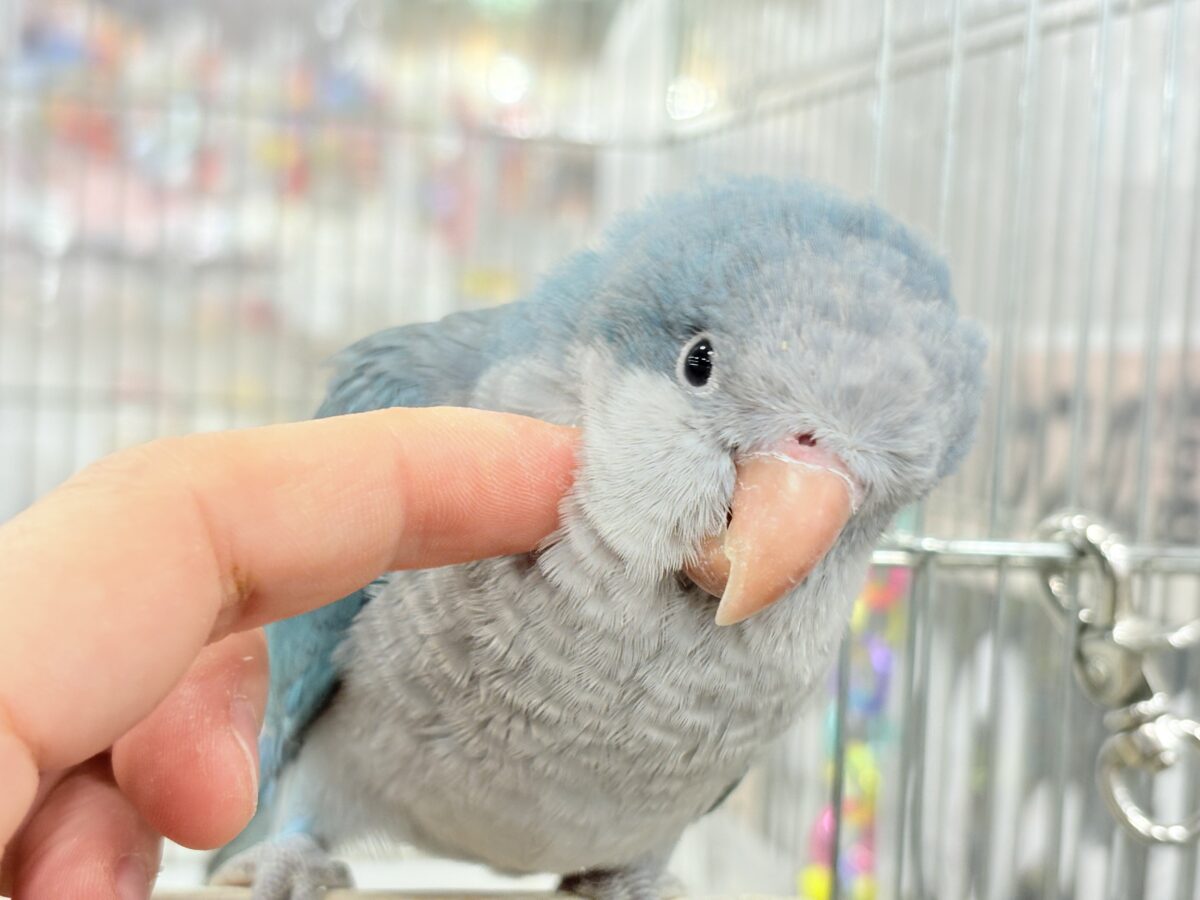 オキナインコ