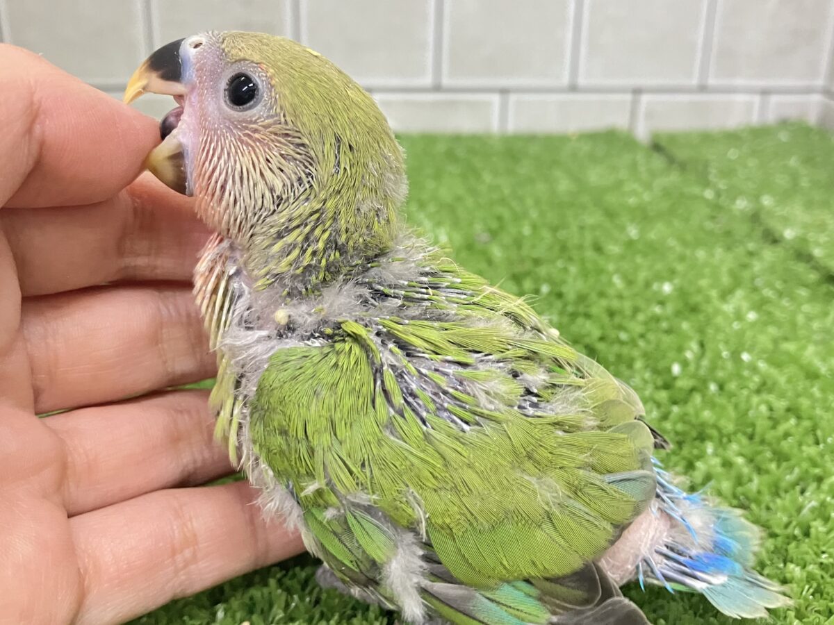 コザクラインコ（小桜インコ）