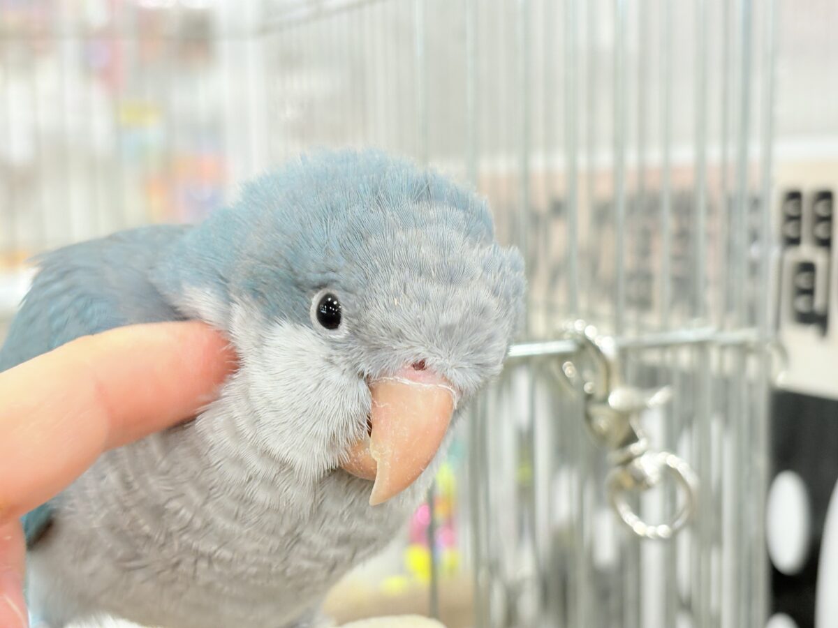 オキナインコ