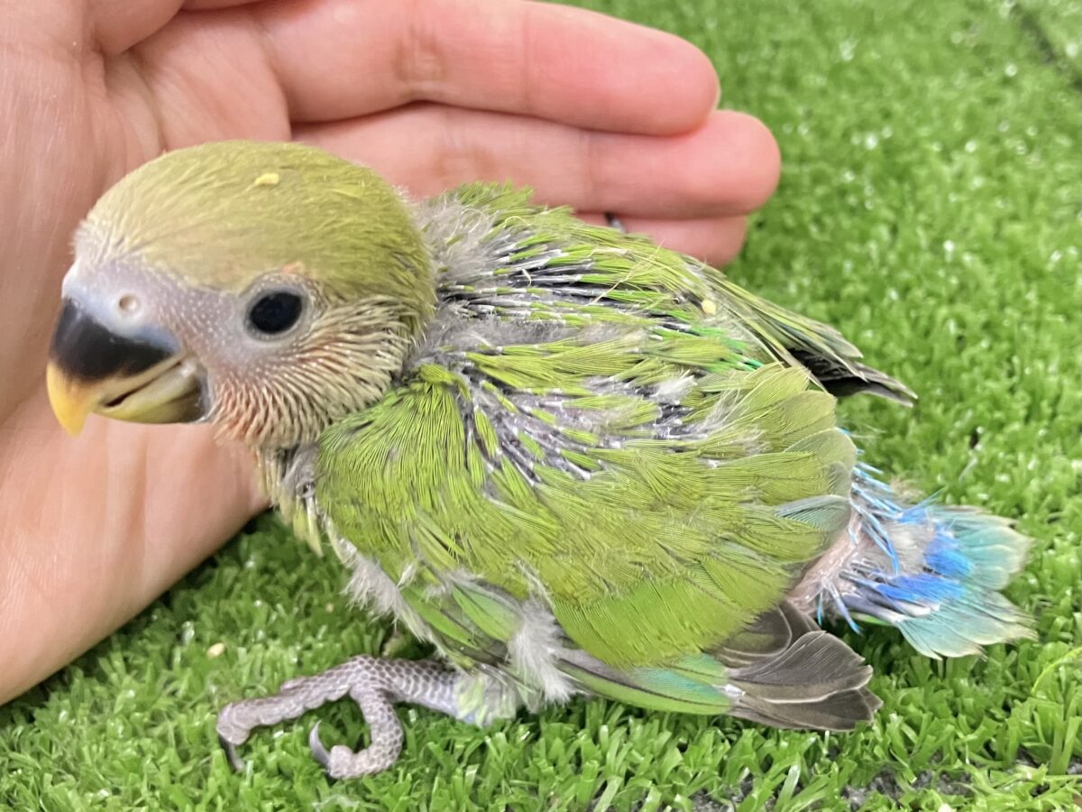 コザクラインコ（小桜インコ）