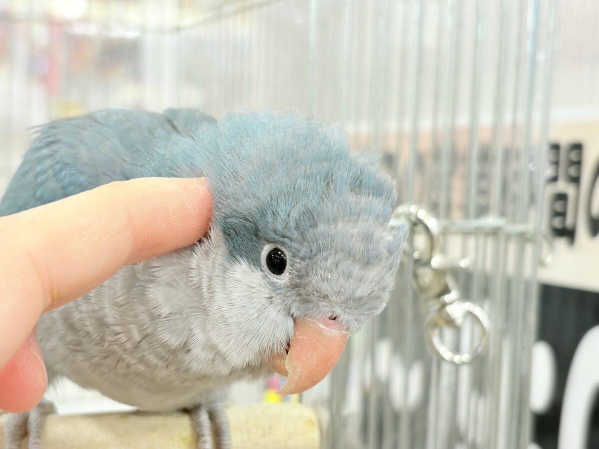 オキナインコ