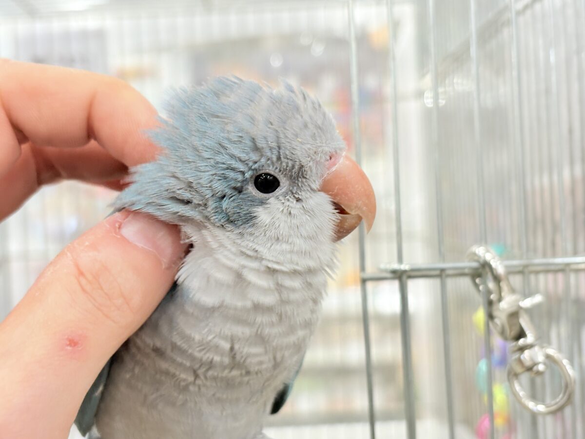 オキナインコ