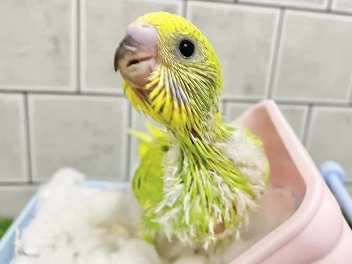 ワタワタばいちゃ👋逆タンポポ?!🌼.*セキセイインコ(イエロー