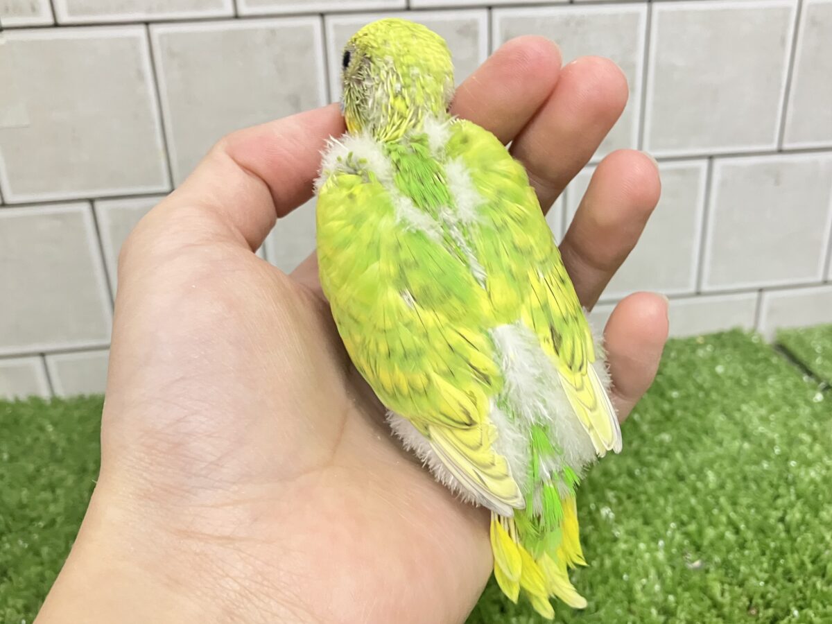 セキセイインコ