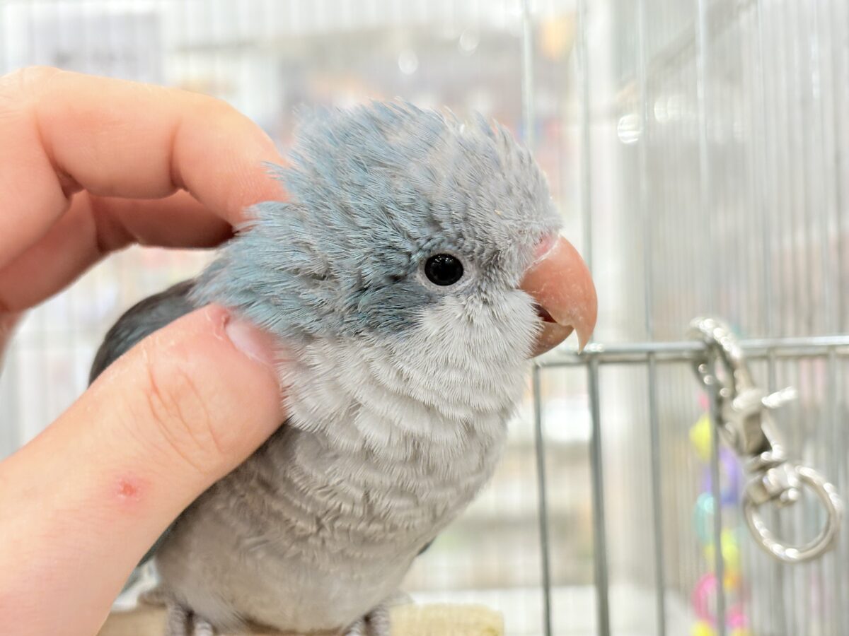 【最新画像更新🪄もうすぐひとり餌☆】飛びきりのスマイル😊ウケケケダンスに魅了されちゃう((🐣))🪇💖オキナインコ(ブルー) ヒナ オキナインコ