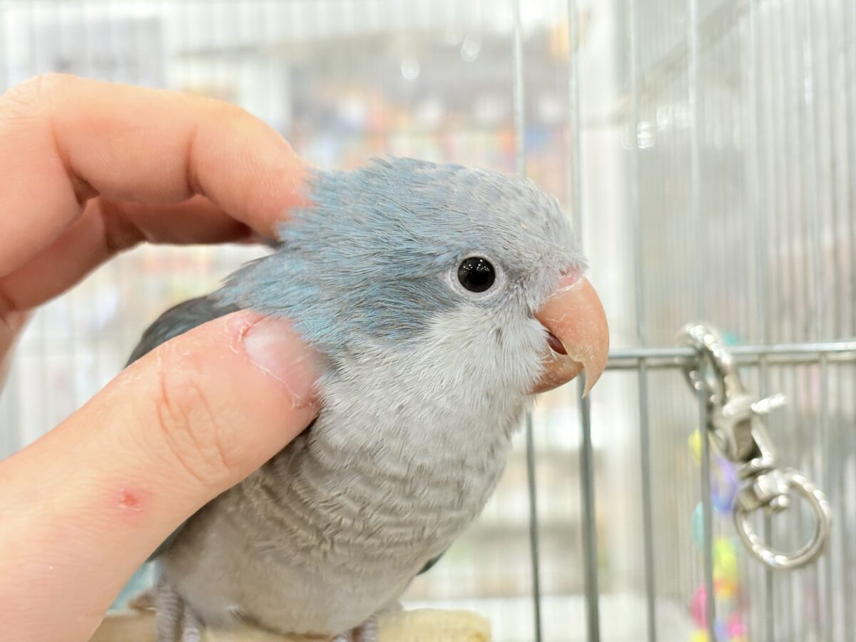 オキナインコ