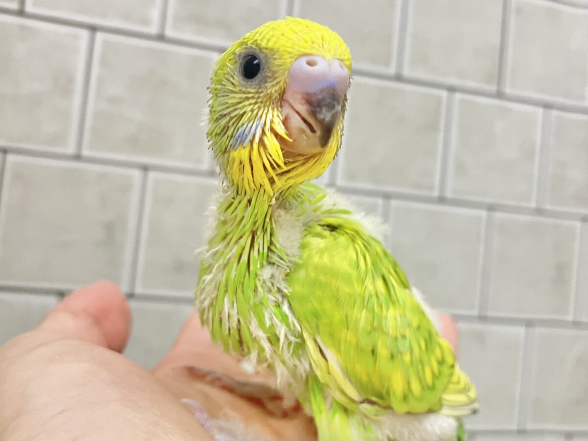 【最新画像更新☆☆】ワタワタばいちゃ👋逆タンポポ?!🌼.*セキセイインコ(イエロースパングル/2026年5月生まれ) セキセイインコ