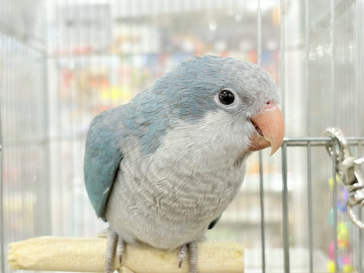 【最新画像更新🪄もうすぐひとり餌☆】飛びきりのスマイル😊ウケケケダンスに魅了されちゃう((🐣))🪇💖オキナインコ(ブルー) ヒナ オキナインコ