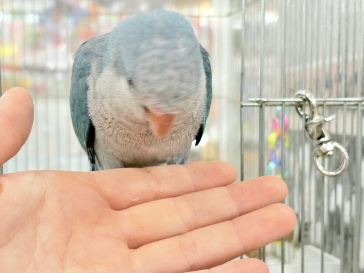 オキナインコ