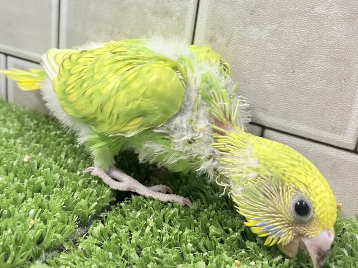 【最新画像更新☆☆】ワタワタばいちゃ👋逆タンポポ?!🌼.*セキセイインコ(イエロースパングル/2026年5月生まれ) セキセイインコ