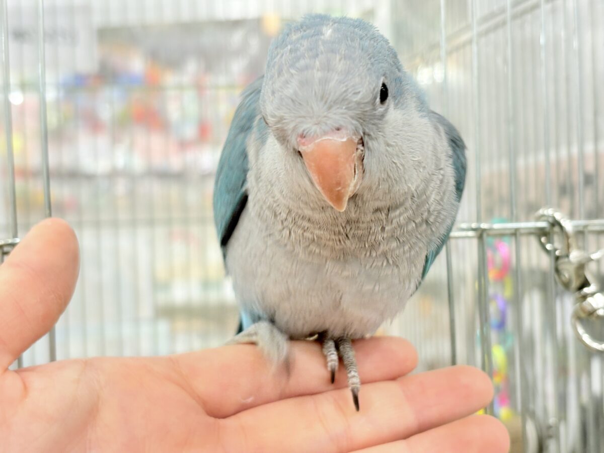 【最新画像更新🪄もうすぐひとり餌☆】飛びきりのスマイル😊ウケケケダンスに魅了されちゃう((🐣))🪇💖オキナインコ(ブルー) ヒナ オキナインコ
