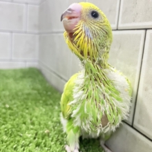 ワタワタばいちゃ👋逆タンポポ?!🌼.*セキセイインコ(イエロースパングル/2026年5月生まれ)