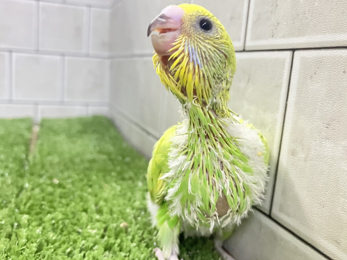 ぽインコ ワタワタばいちゃ👋逆タンポポ?!🌼.*セキセイインコ(イエロー