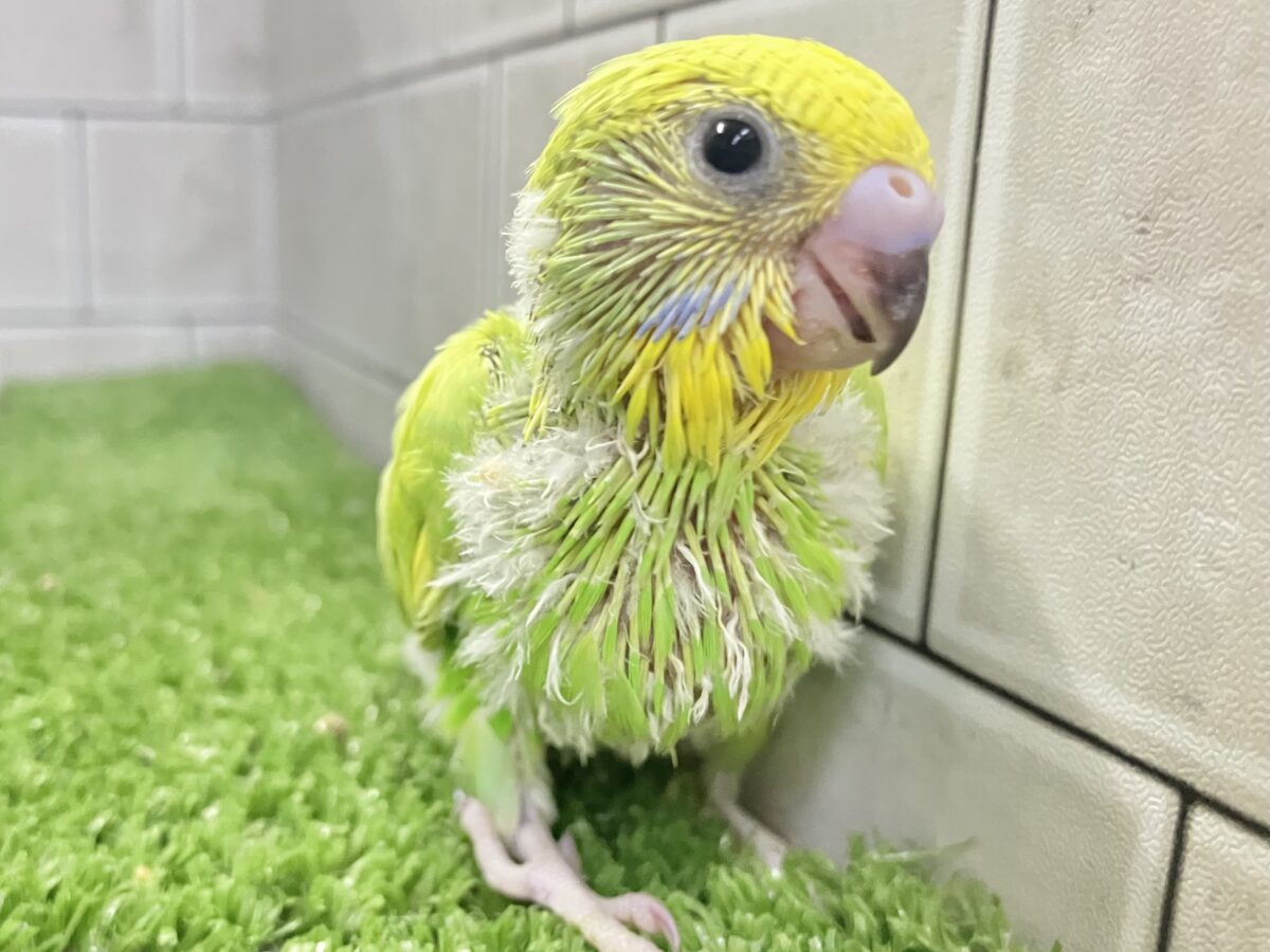セキセイインコ