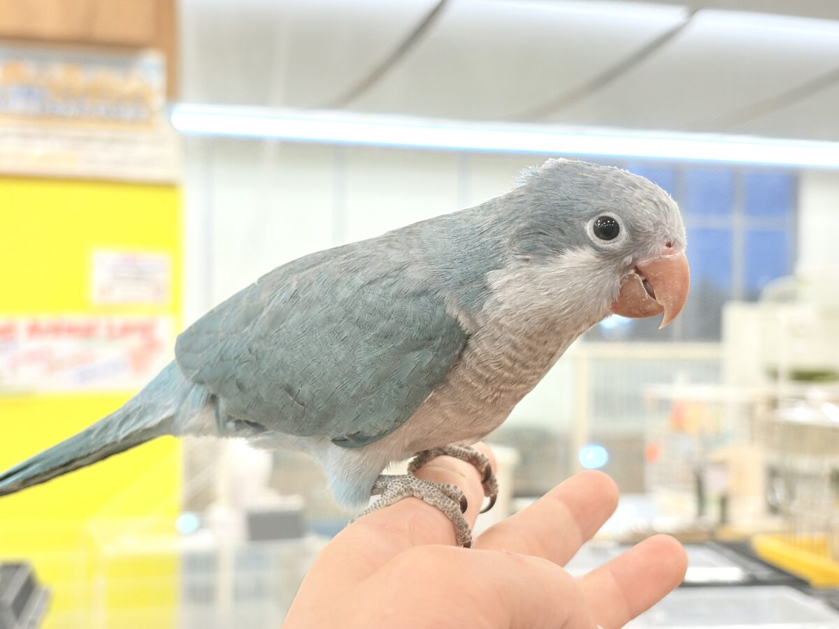 オキナインコ