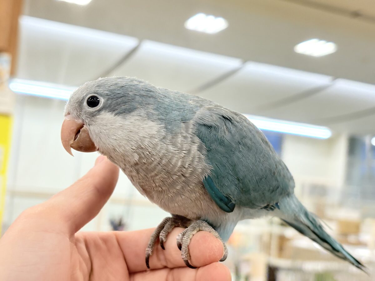 【最新画像更新🪄もうすぐひとり餌☆】飛びきりのスマイル😊ウケケケダンスに魅了されちゃう((🐣))🪇💖オキナインコ(ブルー) ヒナ オキナインコ