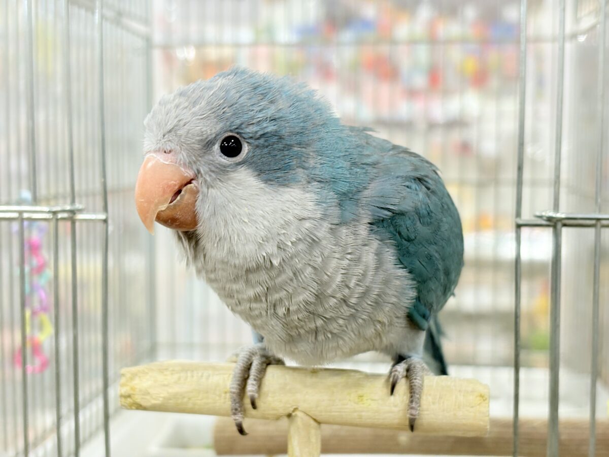 【最新画像更新🪄もうすぐひとり餌☆】飛びきりのスマイル😊ウケケケダンスに魅了されちゃう((🐣))🪇💖オキナインコ(ブルー) ヒナ オキナインコ