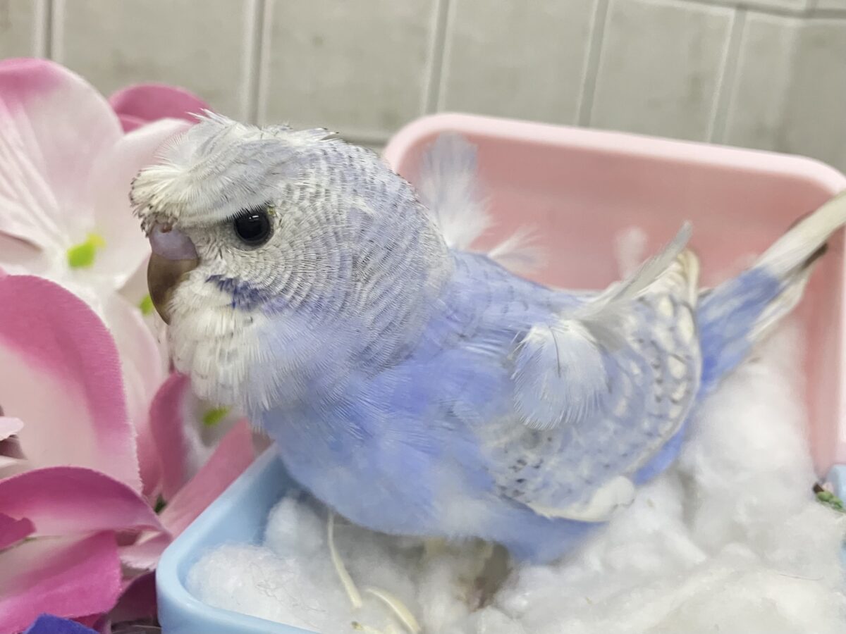 梵天セキセイインコ