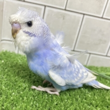久々‼️ぱつクルちゃん✂️⸒⸒セキセイインコ(ブルースパングル/2026年5月生まれ)