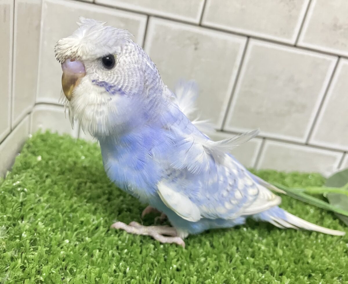 久々‼️ぱつクルちゃん✂️⸒⸒セキセイインコ(ブルースパングル/2026年5月生まれ)