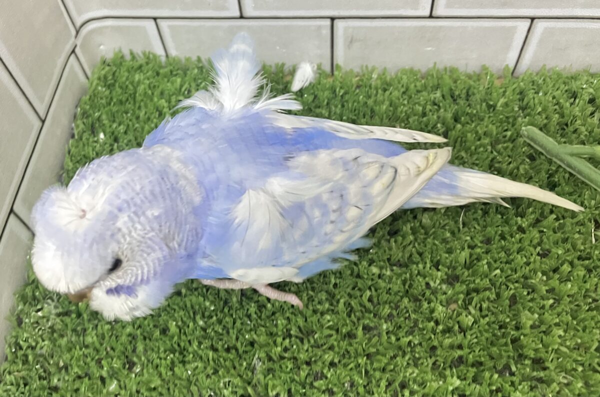 梵天セキセイインコ