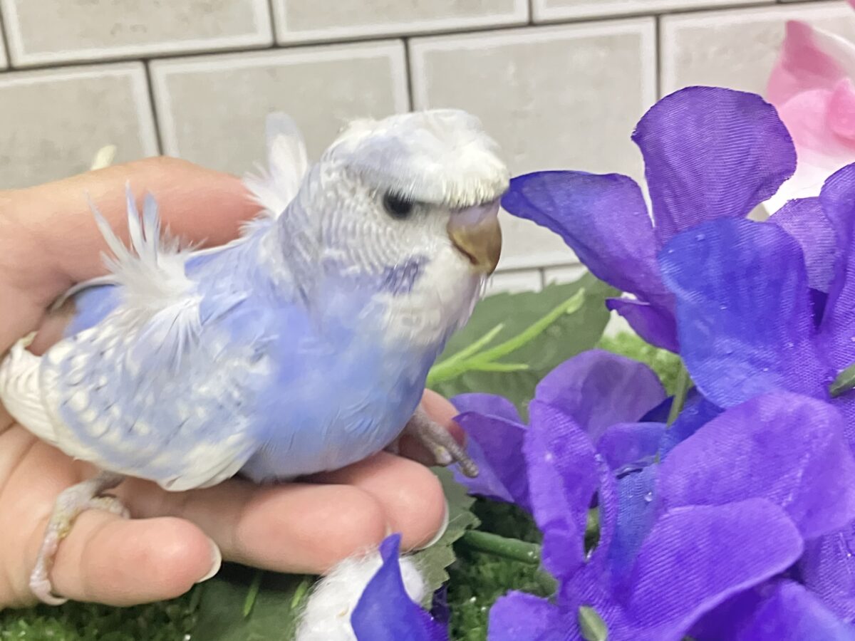 梵天セキセイインコ