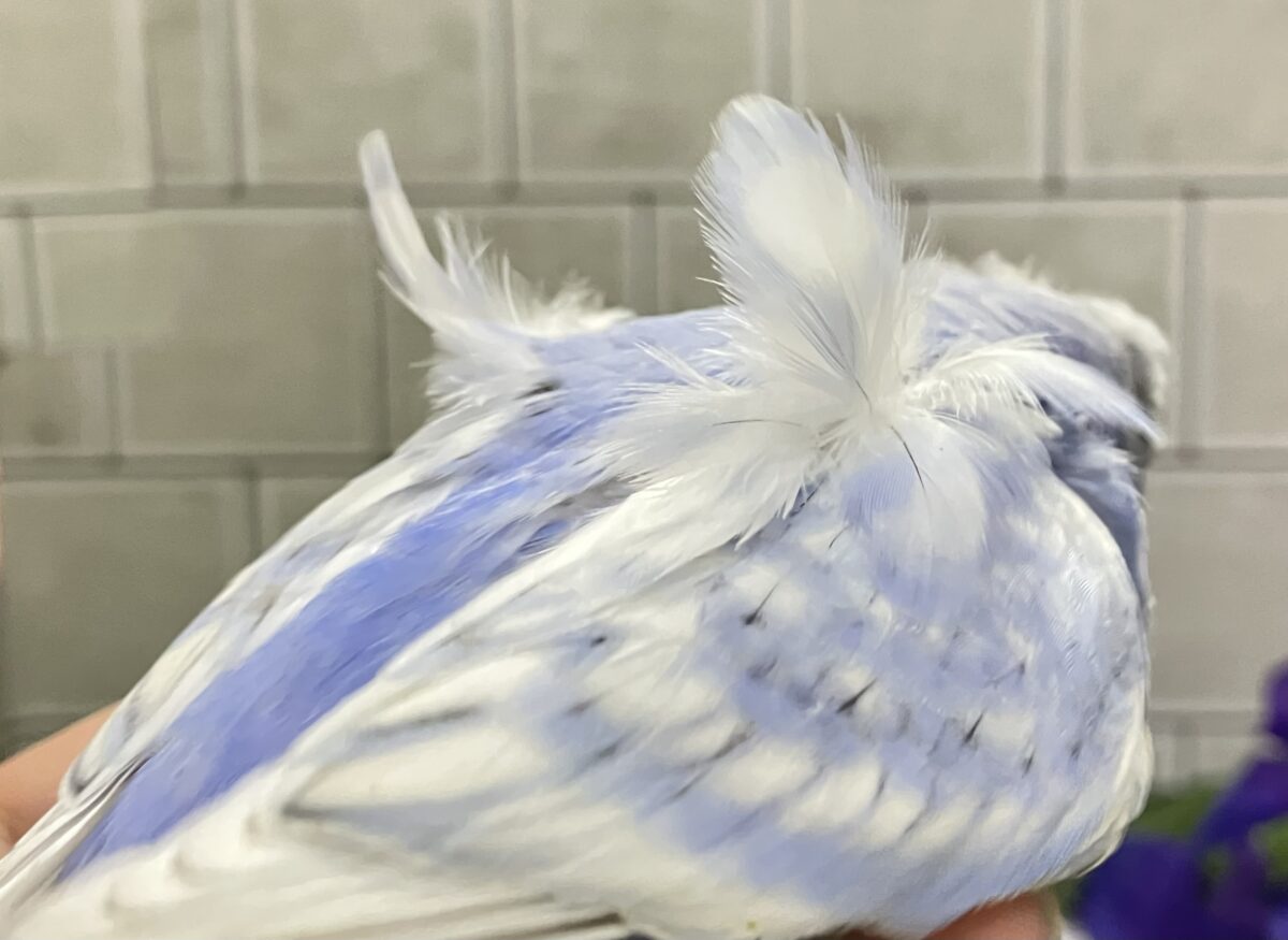 梵天セキセイインコ