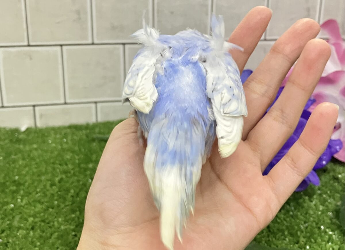 梵天セキセイインコ