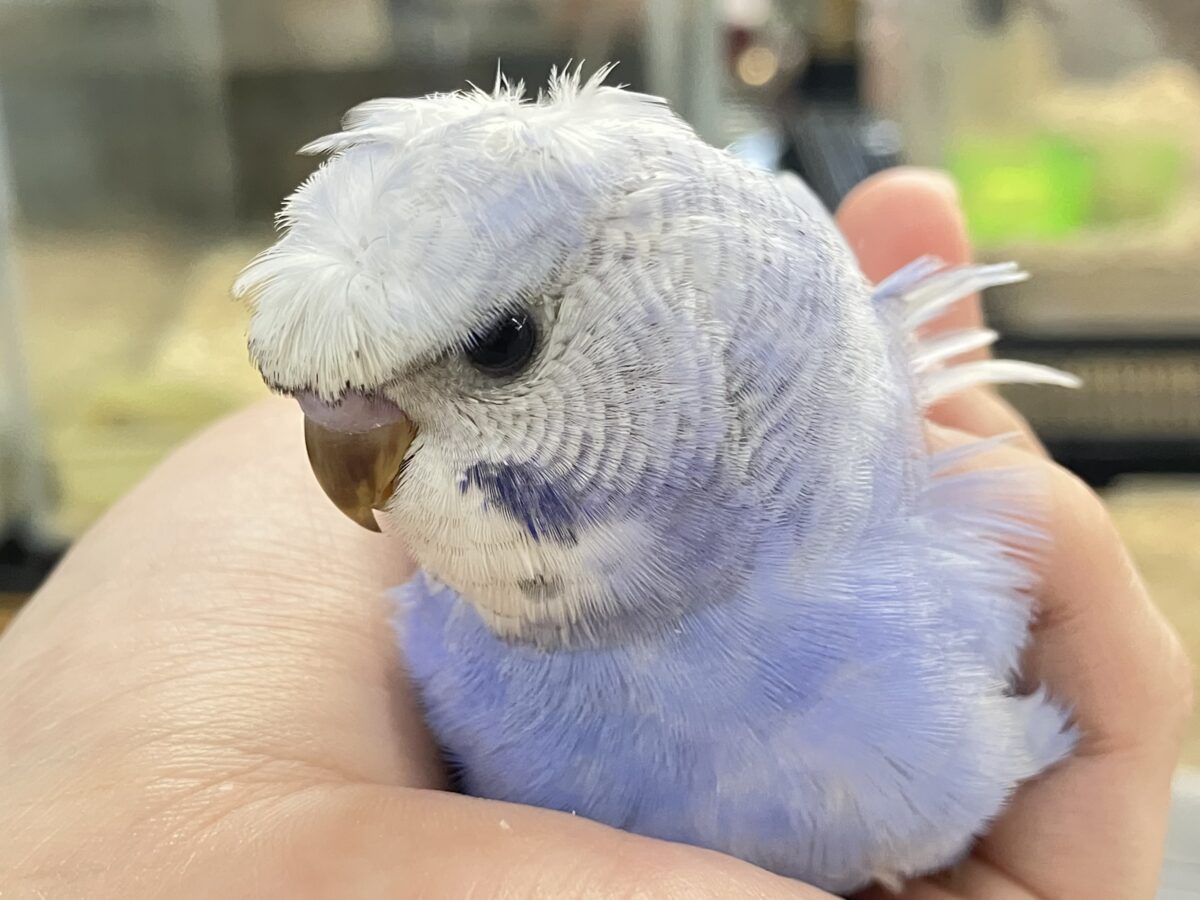 梵天セキセイインコ
