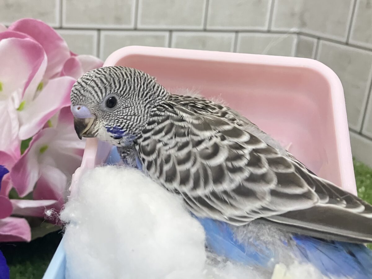 進め青信号❕💙しましまﾋﾟｰｰｯ🚥💭セキセイインコ(ノーマル/2026年5月