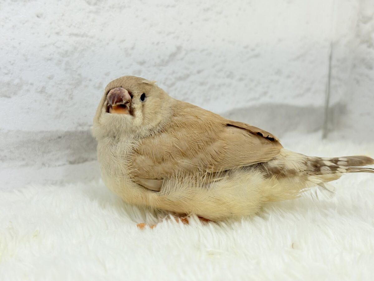 【最新画像更新🪄もうすぐひとり餌☆】むっちむちのラテカラー🐥☕️ジャンボキンカチョウ(フォーン) ヒナ ジャンボキンカチョウ