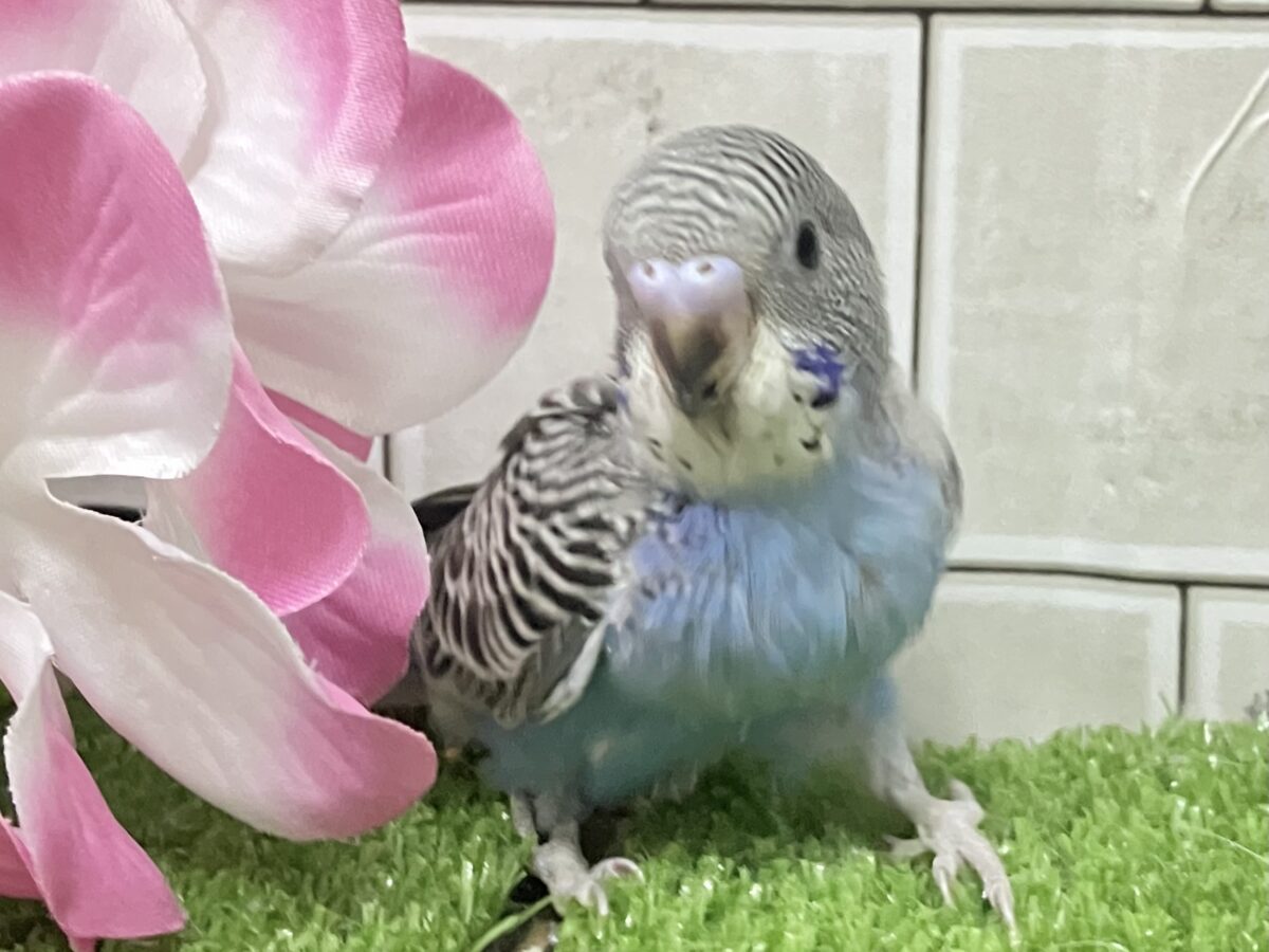 進め青信号❕💙しましまﾋﾟｰｰｯ🚥💭セキセイインコ(ノーマル/2026年5月