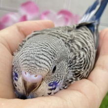進め青信号❕💙しましまﾋﾟｰｰｯ🚥💭セキセイインコ(ノーマル/2026年5月生まれ)