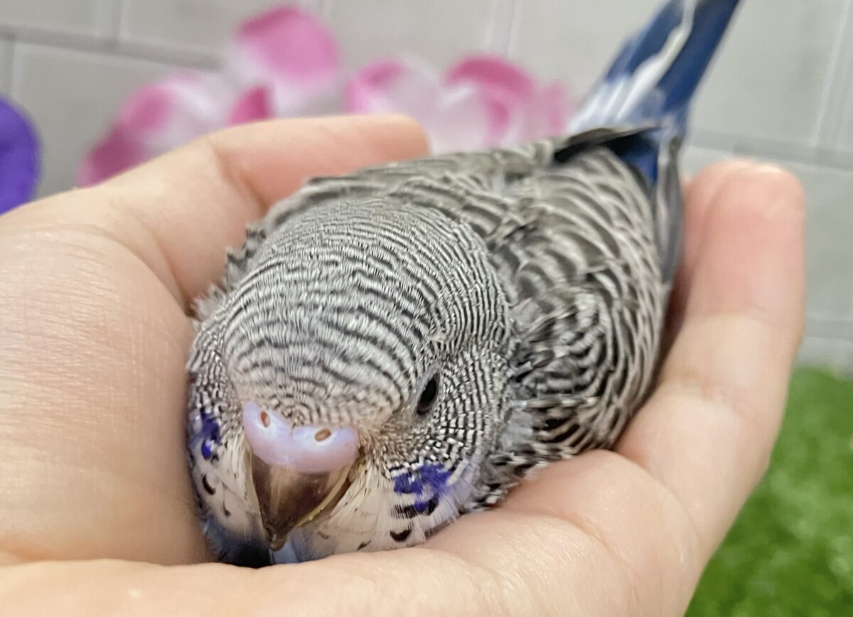 進め青信号❕💙しましまﾋﾟｰｰｯ🚥💭セキセイインコ(ノーマル/2026年5月