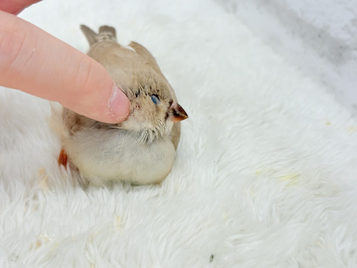 【最新画像更新🪄もうすぐひとり餌☆】むっちむちのラテカラー🐥☕️ジャンボキンカチョウ(フォーン) ヒナ ジャンボキンカチョウ