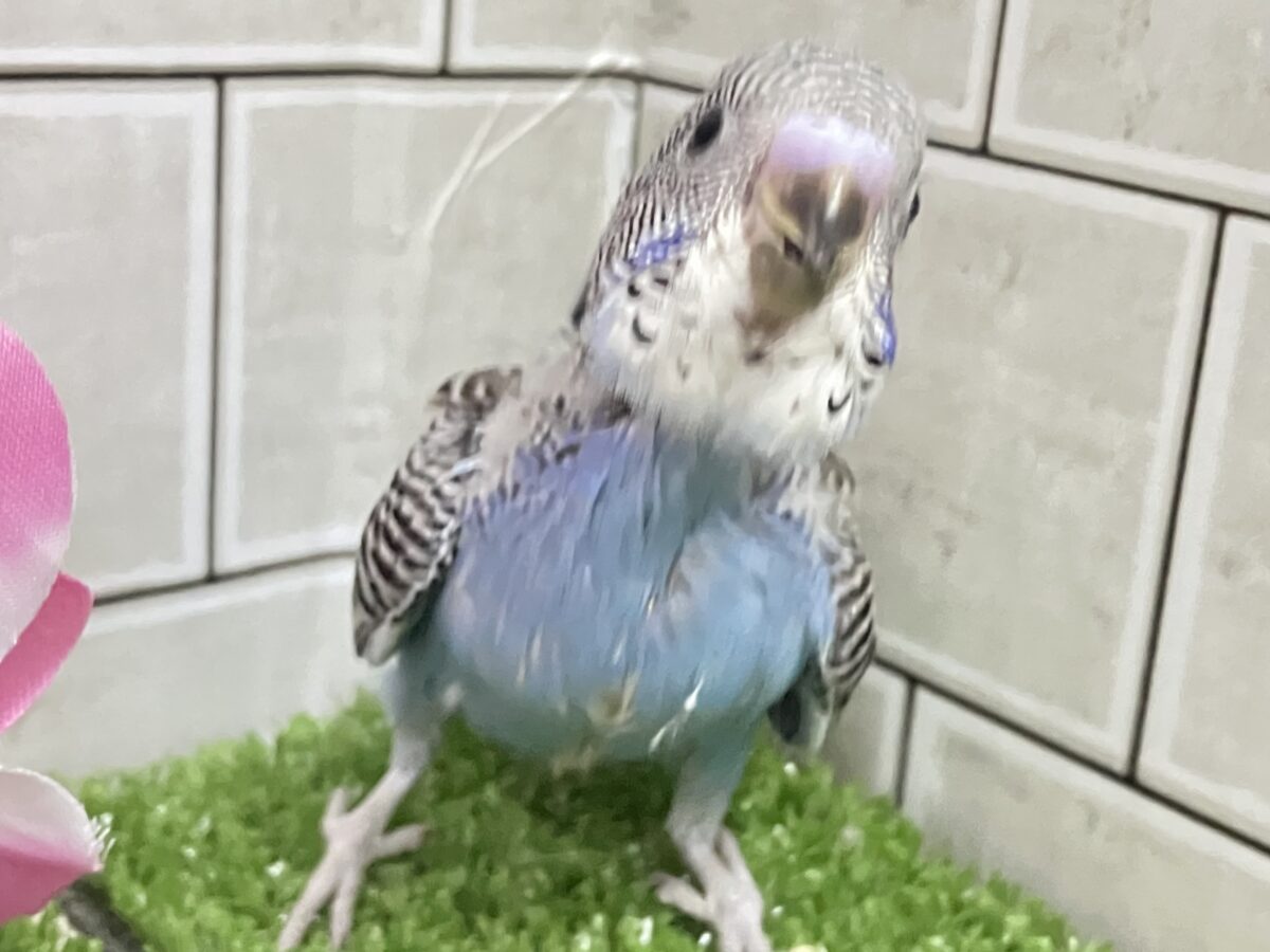 ✨最新画像✨進めは青❕💙しましまピーーッ🚥💭セキセイインコ(ノーマル/2026年5月生まれ) セキセイインコ